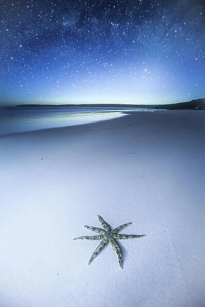 Thousands of stars and a starfish. Starfish on a beach at night. The night sky, stars and night sky in the background. Wreck Beach. Sleaford Bay. Eyre Peninsula. South Australia