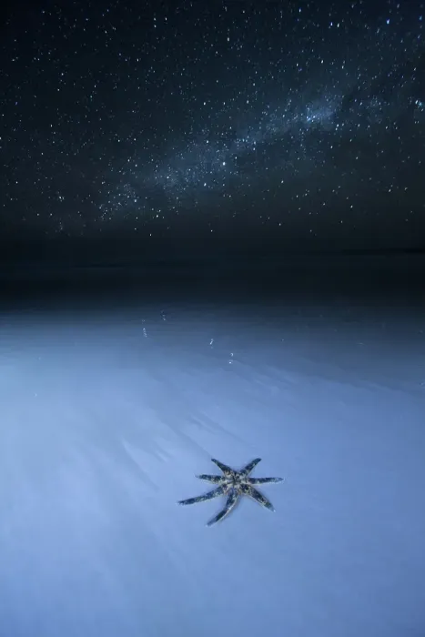 Framed Print : Thousands of stars and a starfish. Starfish on a beach at night. The night sky, stars and night sky in the background. Wreck Beach. Sleaford Bay. Eyre Peninsula. South Australia Framed Print : Thousands of stars and a starfish. Starfish on a beach at night. The night sky, stars and night sky in the background. Wreck Beach. Sleaford Bay. Eyre Peninsula. South Australia