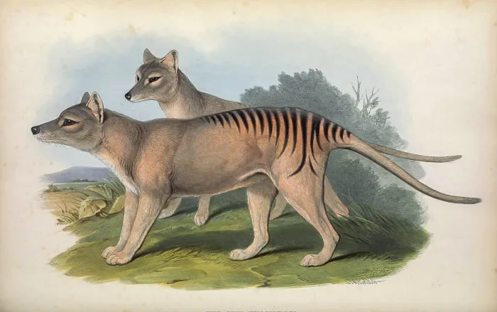 Framed Print : thylacine (Thylacinus cynocephalus)