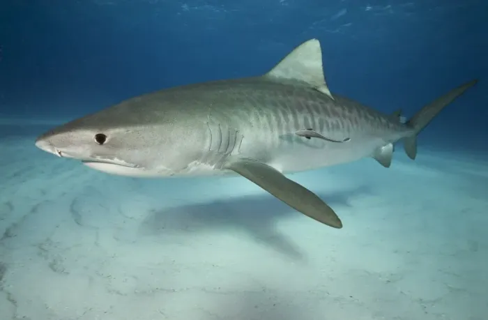 Framed Print : Tiger shark on white sand beach