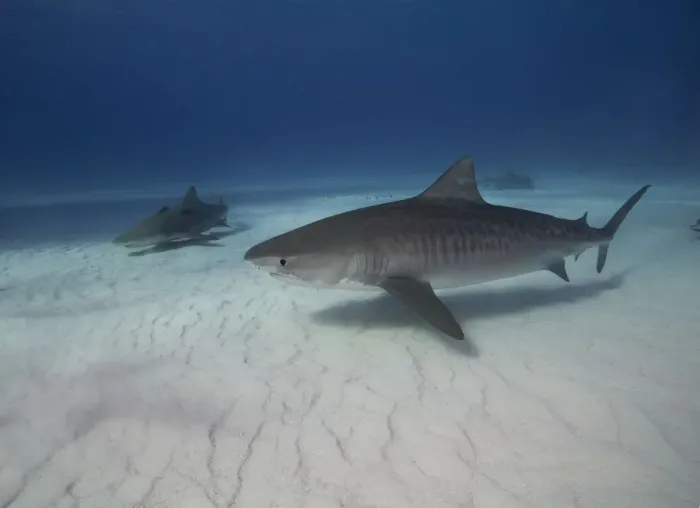Framed Print : Tiger shark on white sand beach