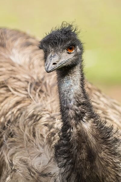 Emu. tight crop on an emu sitting down on the ground