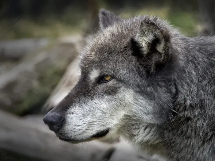 Framed Print : Timber Wolf Framed Print : Timber Wolf