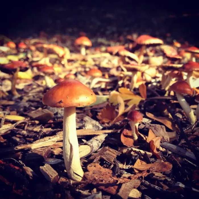 Framed Print : Tiny mushroom Framed Print : Tiny mushroom