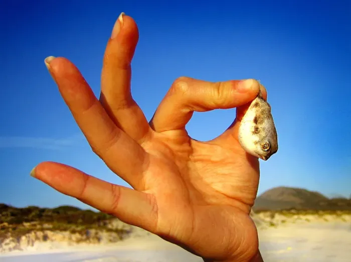 Framed Print : Tiny Puffer Fish held in Fingers