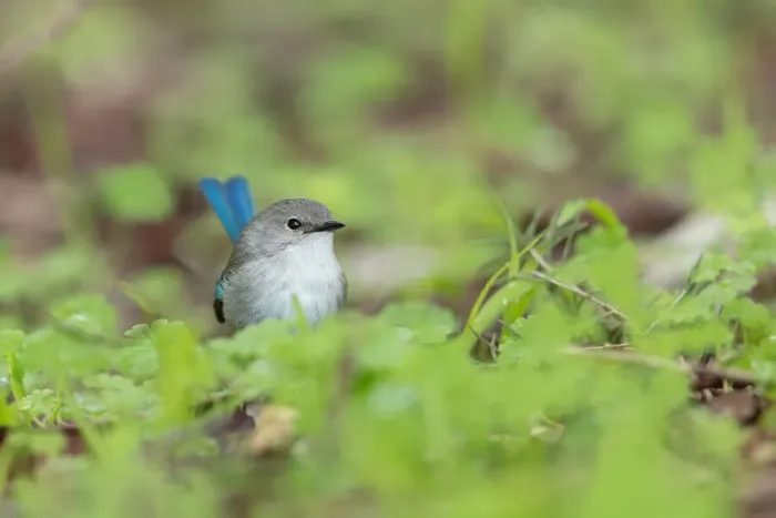 Framed Print : Tiny Splendid Fairy-wren