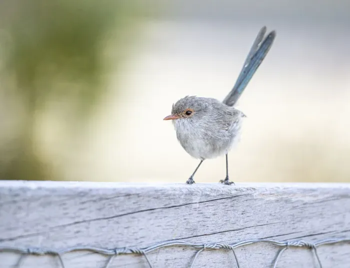Framed Print : Tiny Wren. Splendid Fairy-wren (Malurus splendens)