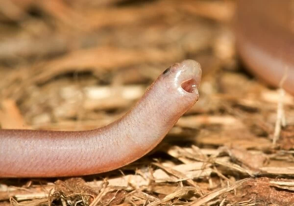 Tired blind snake@Cape Leveque, WA
