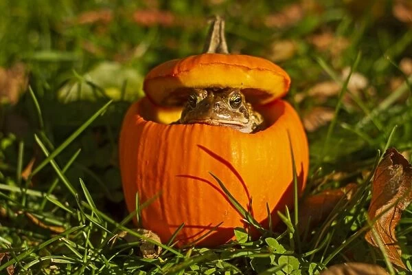Toad in a Jack o Lantern