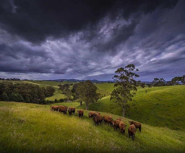 Toora hill farmland, South Gippsland, Victoria, Australia