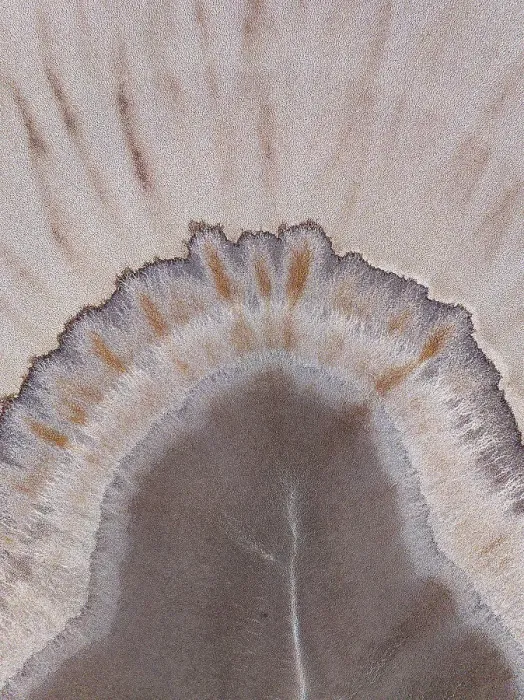 Framed Print : Top-down drone photo showing a tributary of the King River during dry season, Western Australia, Australia