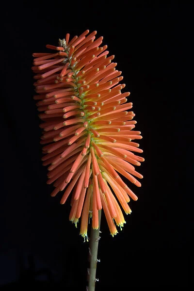 Torch Lily Flower