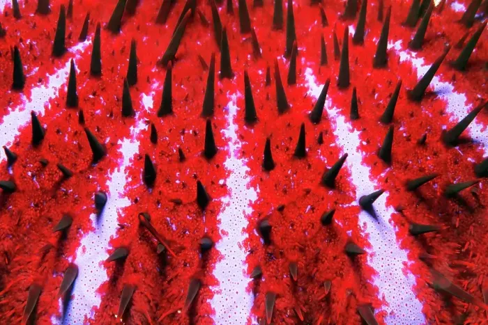 Framed Print : Detail of toxic Crown-of-thorns starfish (Acanthaster planci), spines, crown of thorns, Pacific, Great Barrier Reef, UNESCO World Heritage