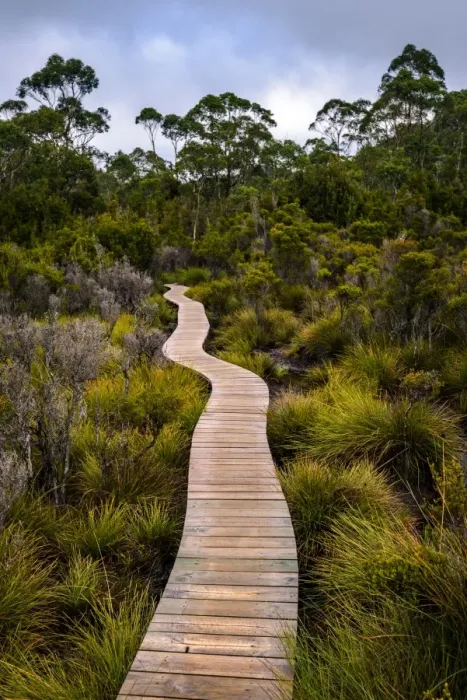 Framed Print : Track to Frenchmans Cap, Franklin-Gordon Wild Rivers National Park, Tasmanis