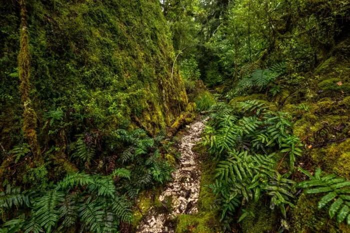 Framed Print : Track to Frenchmans Cap, Franklin-Gordon Wild Rivers National Park, Tasmanis