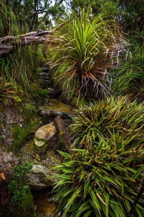 Framed Print : Track through at the rainforest at Ironbound Range, South Coast track, Southwest Tasmania