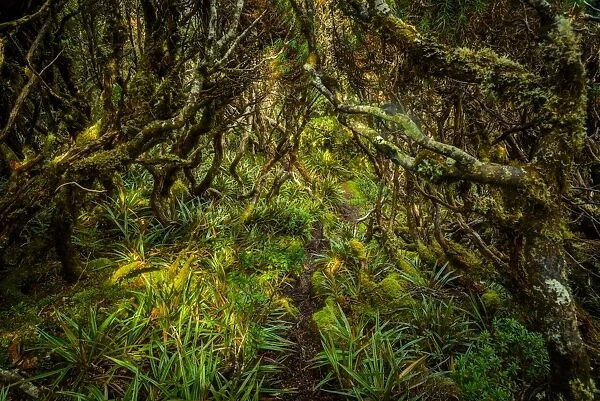 Trail through the forest at Goon Moor in Eastern Arthur Range, Southwest Tasmania