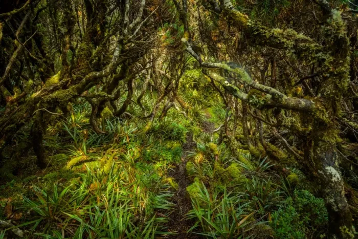 Framed Print : Trail through the forest at Goon Moor in Eastern Arthur Range, Southwest Tasmania Framed Print : Trail through the forest at Goon Moor in Eastern Arthur Range, Southwest Tasmania