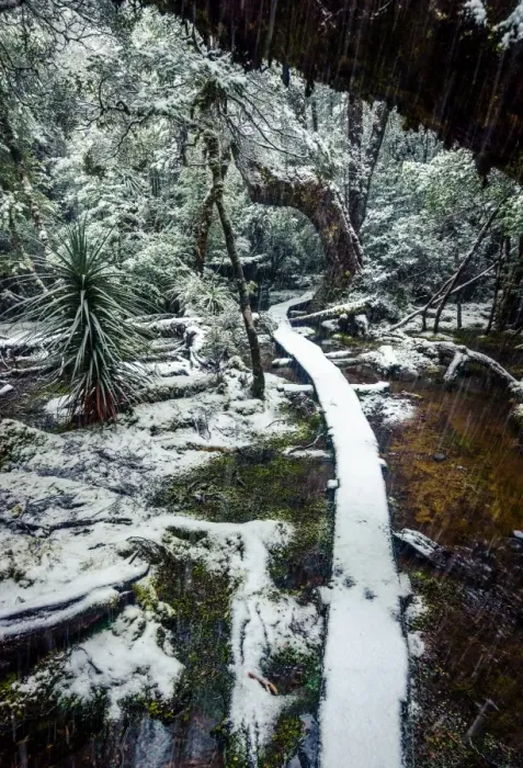 Framed Print : Trail at Pine Valley, Overland track, Tasmania