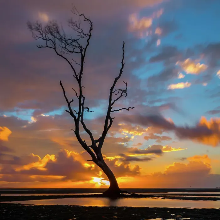 Framed Print : Tree Art. Sunrise on the flats Framed Print : Tree Art. Sunrise on the flats