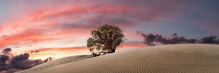 Framed Print : Tree Amongst the Dunes Framed Print : Tree Amongst the Dunes