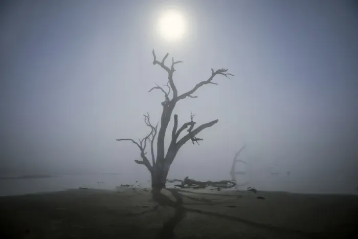 Framed Print : tree in fog with moonlight