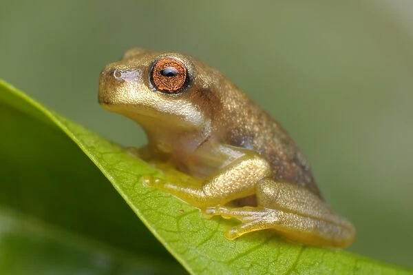 Tree Frog. Tree frogs are usually tiny, as their weight has to be carried by the branches