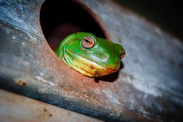 Tree Frog in Kimberley, Australia