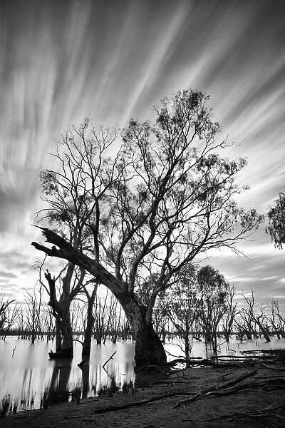Tree by lake with long exposure clouds