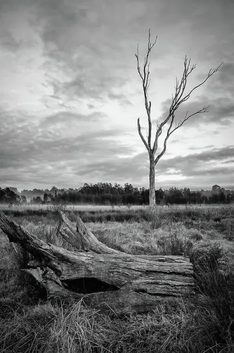 Framed Print : Tree of Life