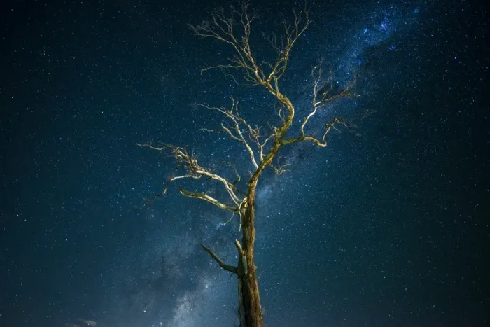 Framed Print : Tree with Milky way