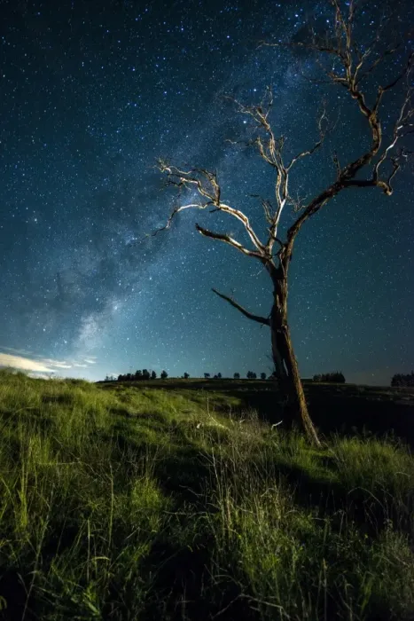 Framed Print : Tree with Milky way