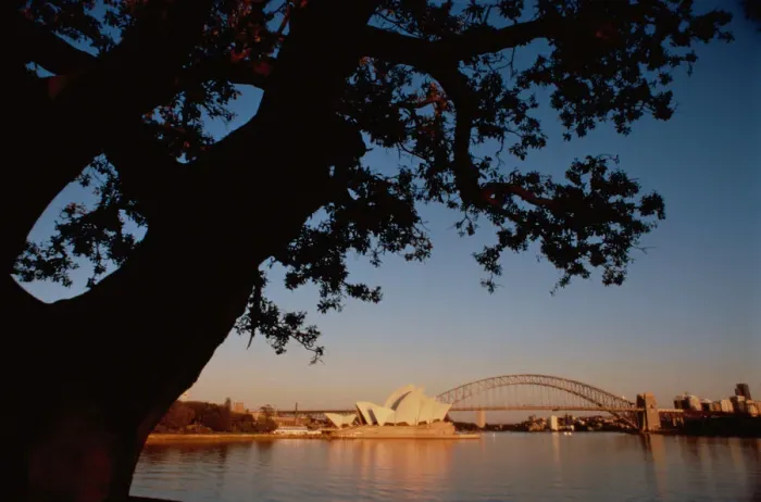 Framed Print : Tree near Sydney Harbor Framed Print : Tree near Sydney Harbor