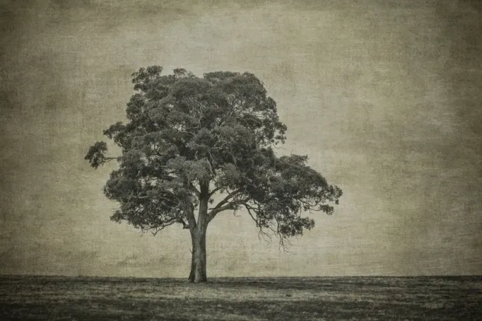 Framed Print : A tree in a paddock