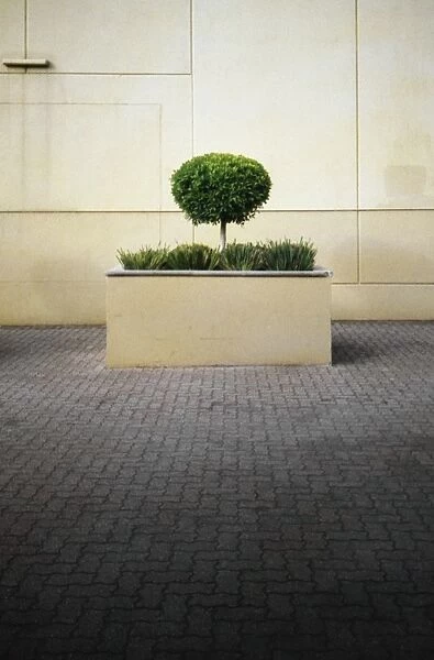 Tree in planter box