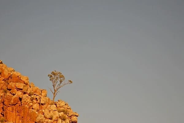 Tree on a rocky cliff