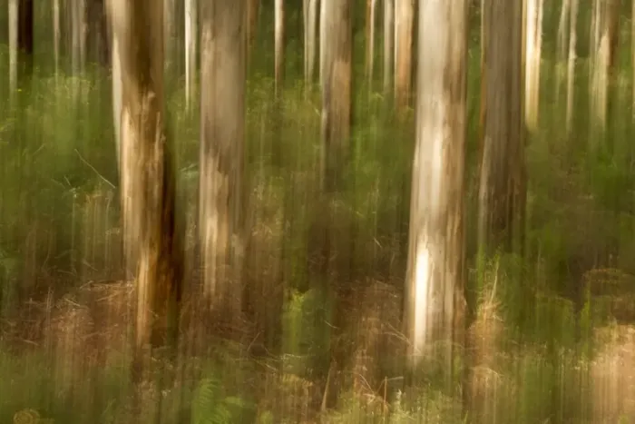 Framed Print : Tree trunk in woods Framed Print : Tree trunk in woods