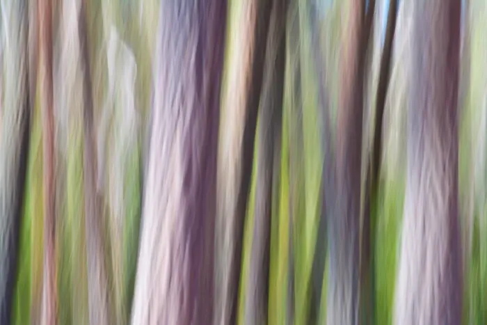Framed Print : Tree Trunks