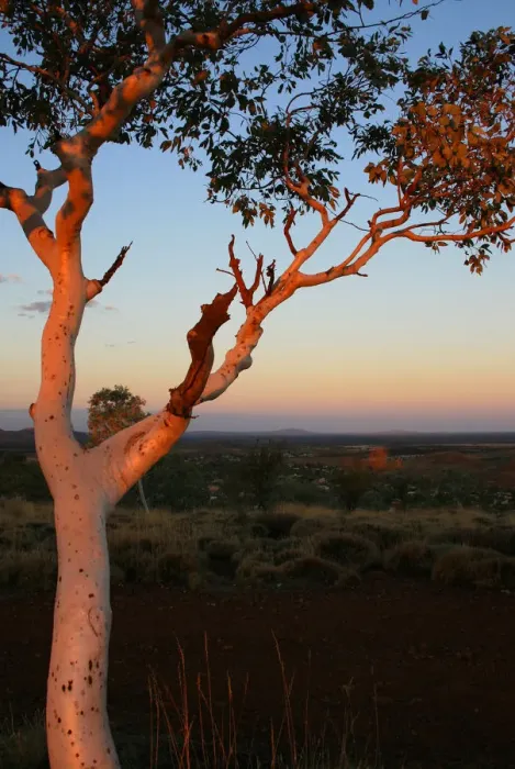 Framed Print : A tree turns orange on Telegraph Hill in Newman during sunset