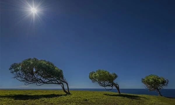 Three trees bend to the wind at Point Howe, Norfolk Island
