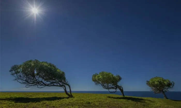 Framed Print : Three trees bend to the wind at Point Howe, Norfolk Island Framed Print : Three trees bend to the wind at Point Howe, Norfolk Island
