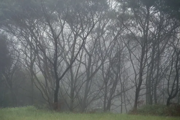 Framed Print : Trees in fog