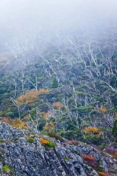 Trees and fog on Cradle Mountain. Tasmania