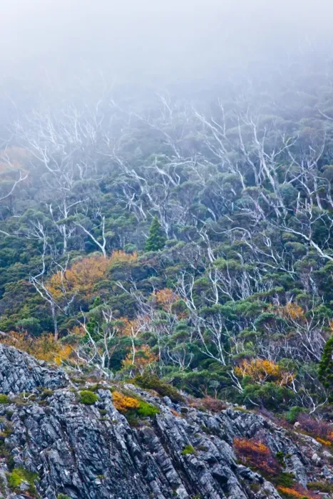 Framed Print : Trees and fog on Cradle Mountain. Tasmania Framed Print : Trees and fog on Cradle Mountain. Tasmania