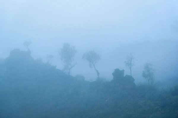 Trees in the fog at West Macdonnell Ranges