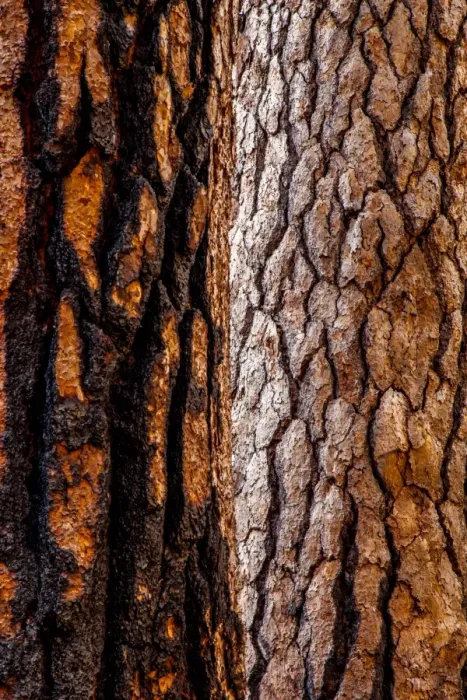 Framed Print : Two Trees in Yosemite