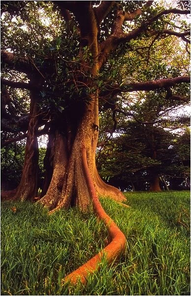 Treescape Lord Howe Island
