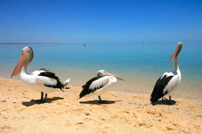 Framed Print : Trio of pelicans on Monkey Mia beach Western Australia Framed Print : Trio of pelicans on Monkey Mia beach Western Australia