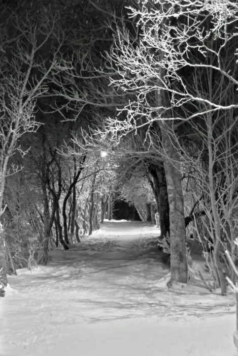Framed Print : Tromso park footpath during polar night