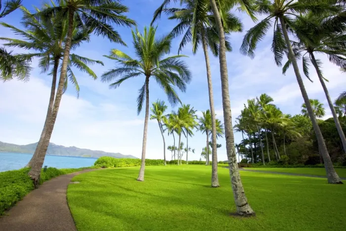 Framed Print : Tropical coconut trees on Hayman Island Framed Print : Tropical coconut trees on Hayman Island